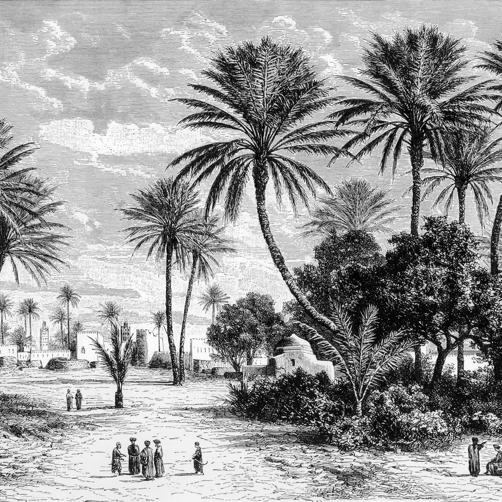 Oasis