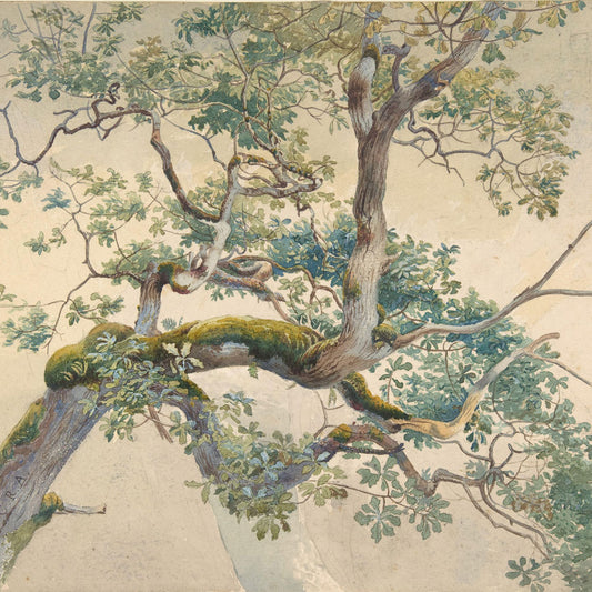 Branches d'arbre